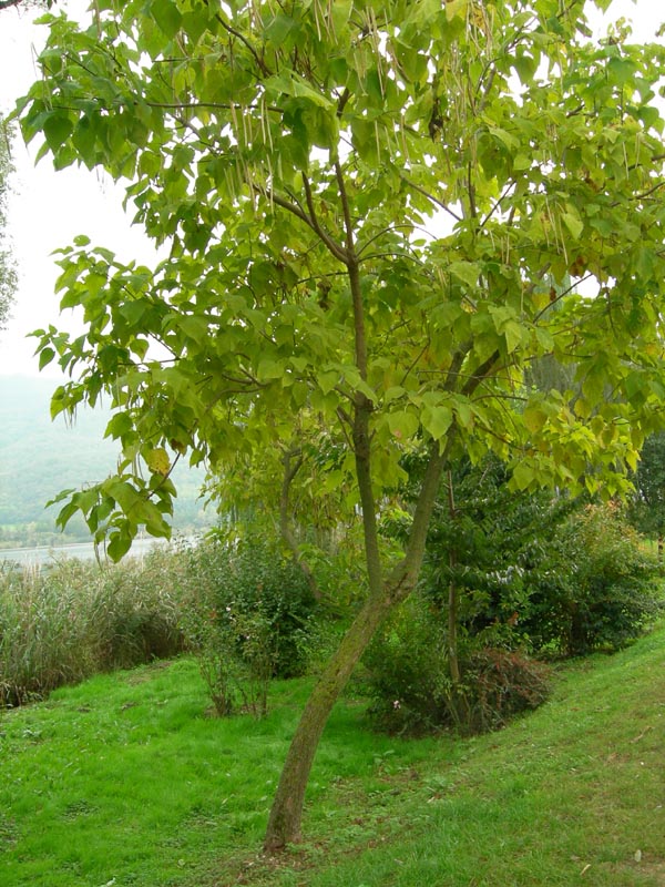 Catalpa bignonioides / Albero dei sigari